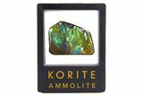 Iridescent Ammolite (Fossil Ammonite Shell) - Greens & Blues #316776-1